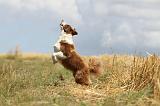 BORDER COLLIE 685